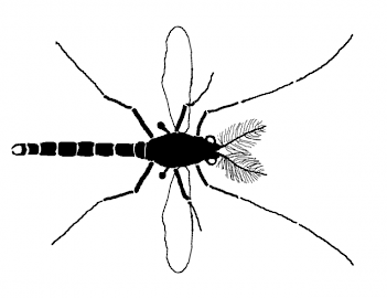 Abb. 3: Schema Zuckmückenimago, Grafik: E. Schorr