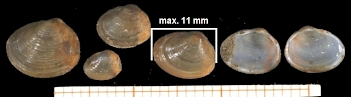 Abb. 1: Erbsenmuschel (Pisidium amnicum), Foto:By Francisco Welter Schultes