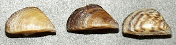 Abb. 2:  Dreikantmuschel (Zebramuschel) verschiedene Färbungen, Foto: Public domain