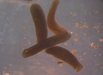 Abb. 1: Planaria torva, Foto: Wikipedia