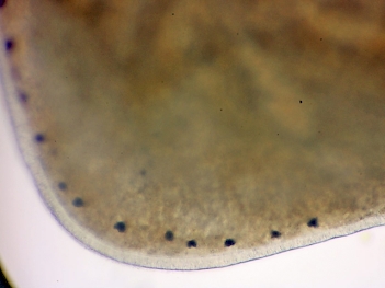 Abb. 2: Polycelis tenuis (Detail Kopfvorderende), Foto: Christian Schlagenhaufer (m. fr. Genehmigung)